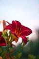 IMG_3976 red lily against sky